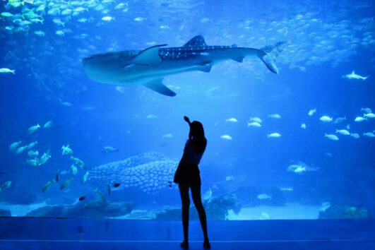 Dubai Aquarium & Underwater Zoo – Dive Into Dubai’s #1 Marine Attraction
